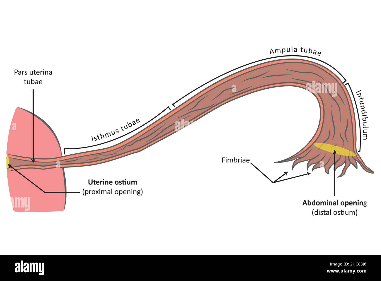 Vista frontale del tubo di Falloppio (tuba uterina), sezione trasversale. Anatomia riproduttiva femminile Foto Stock