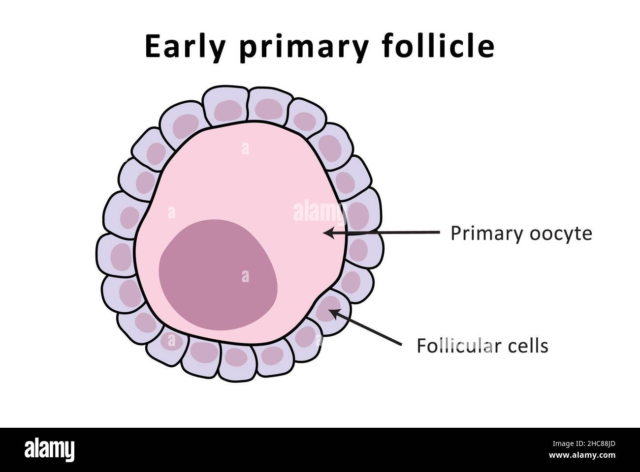 Follicolo primario precoce, ciclo mestruale, ovulazione, ovaie (marcate) Foto Stock