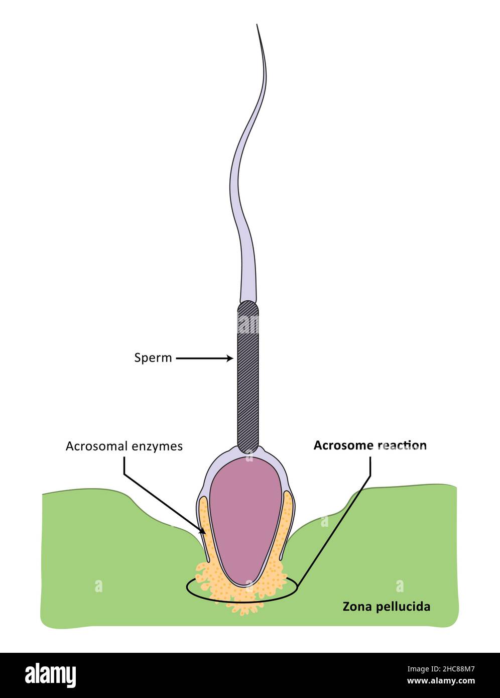 Reazione acrosomica e dissolvement della zona pellucida Foto Stock