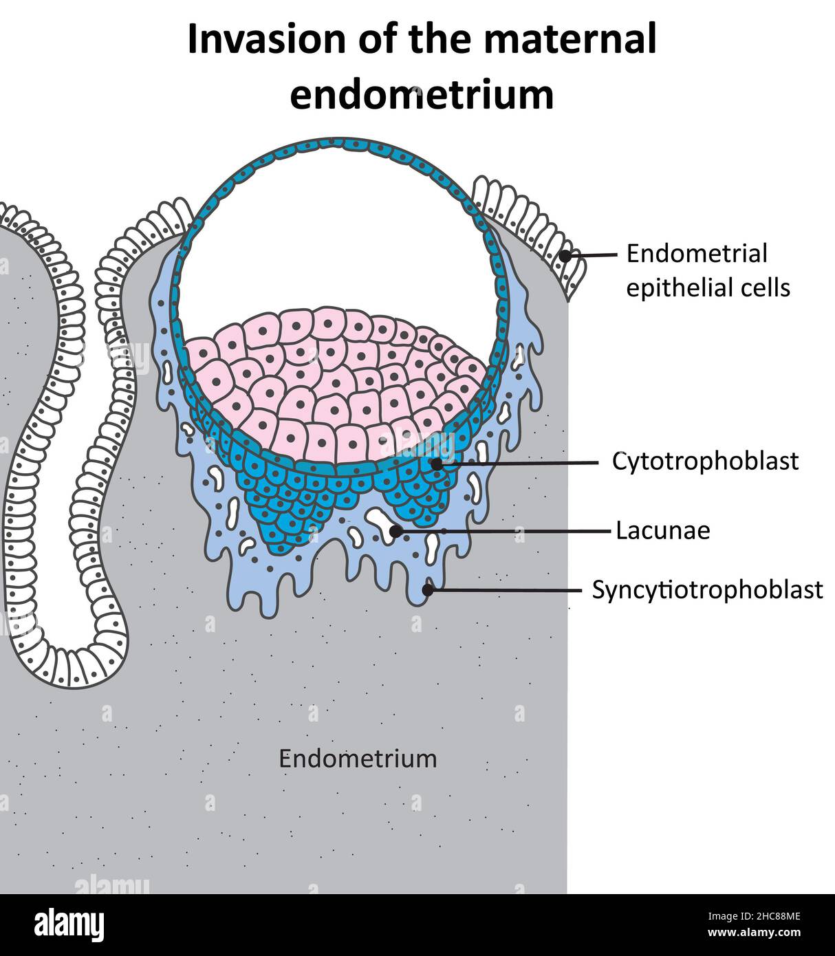 Invasione interstiziale dell'embrione (blastocista) - non marcata Foto Stock