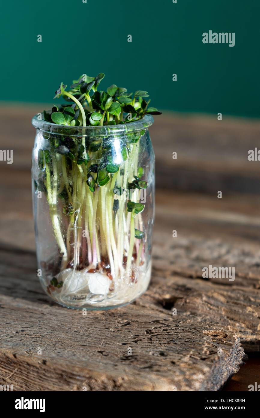 Coltivazione di microgreen. Vasetti di vetro con germogli di erba medica, ravanelli, lattuga, cavolo su un piedistallo di legno. Semi germinanti per alimenti vegani eco. Giardinaggio domestico. Concetto organico. Fattoria urbana. Microgreens. Foto Stock