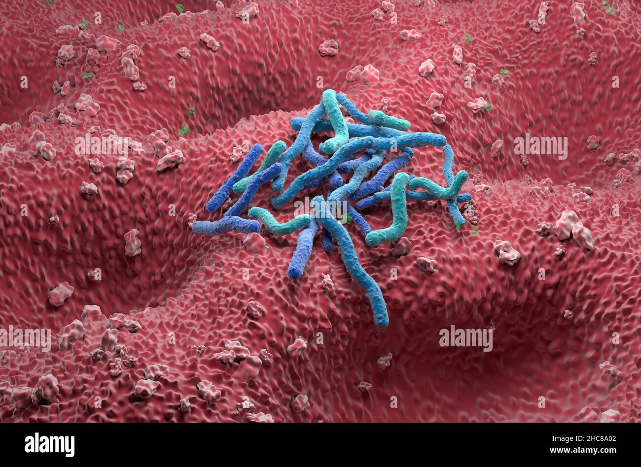 Helicobacter pylori campo di batteri sulla parete dello stomaco - vista isometrica 3D illustrazione Foto Stock
