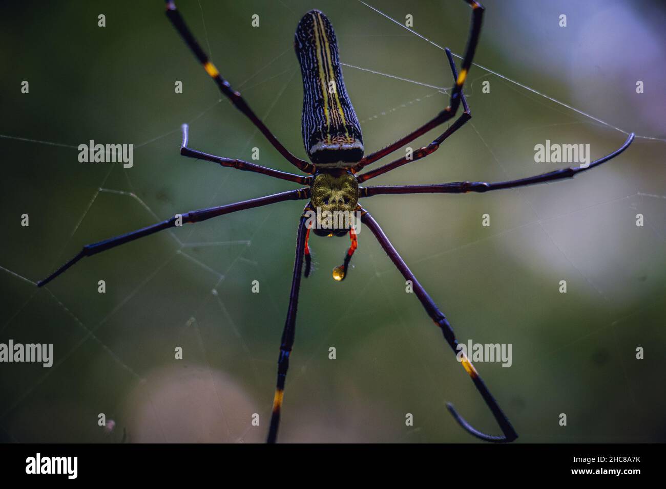 Primo piano di un ragno gigante Golden Orb Web (Nephila pilipes) Foto Stock