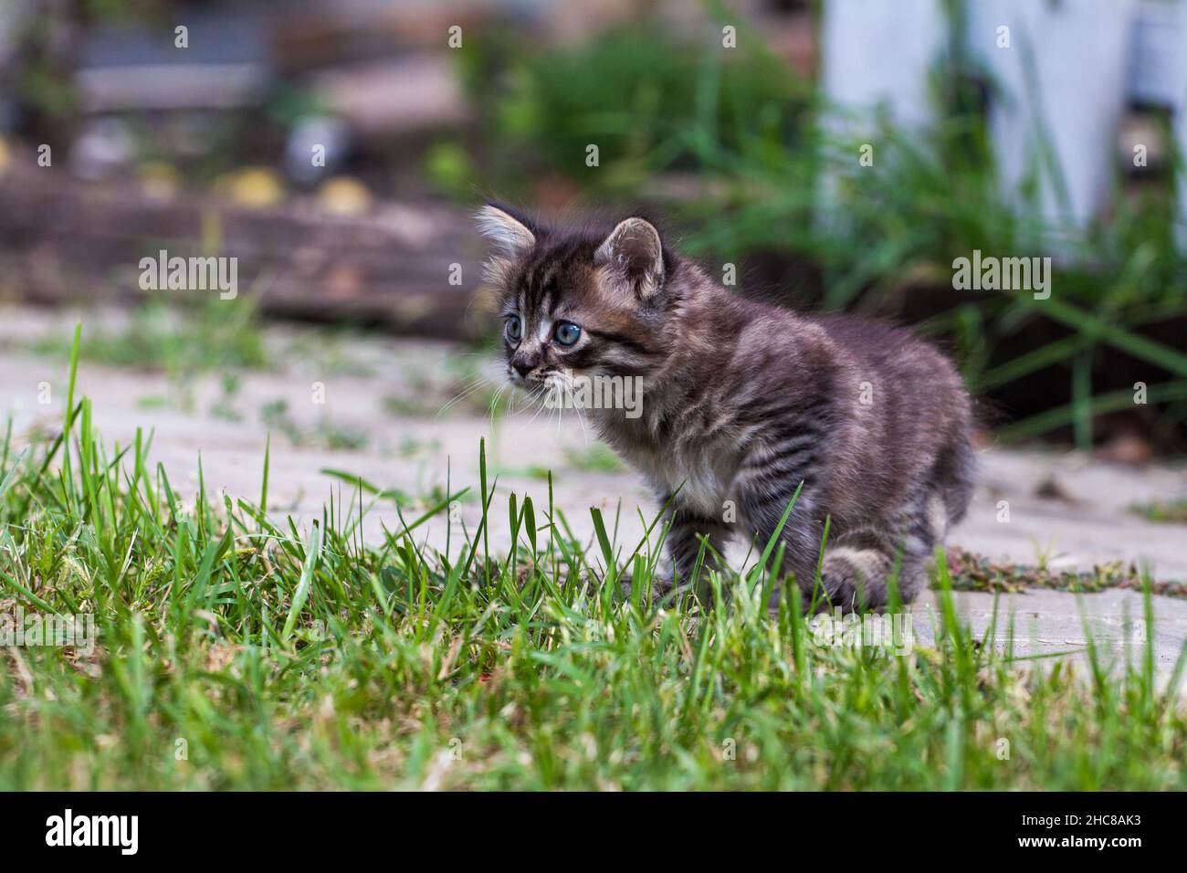 gattino spaventato nell'erba verde. Il piccolo gattino si allontanò da casa e si perse nel parco. Un gattino a strisce siberiano esplora il mondo sconosciuto sulla strada. Foto Stock