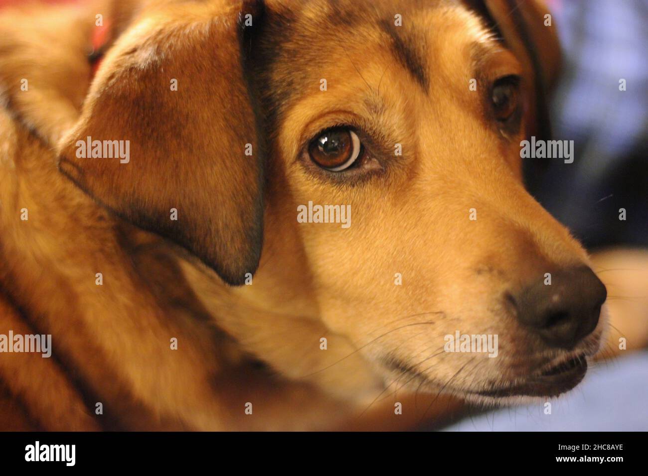 Cane molto felice che gode la sua vita come un animale domestico coccolato. Foto Stock