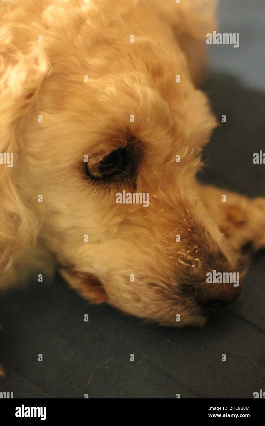 Cane molto felice che gode la sua vita come un animale domestico coccolato. Foto Stock