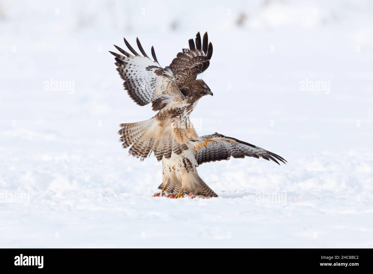 Buzzard comune, (Buteo buteo), due combattimenti su carrione, su campo nevoso, in inverno, in bassa Sassonia, Germania Foto Stock