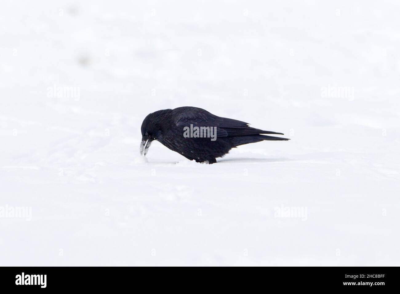 Carrion Crow, (Corvus corone), che si alimenta su carrione su campi innevati, in inverno, bassa Sassonia, Germania, Foto Stock