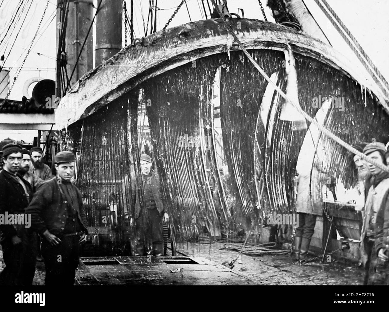 Taglio di una carcassa di balena a bordo di una nave da caccia, periodo vittoriano Foto Stock