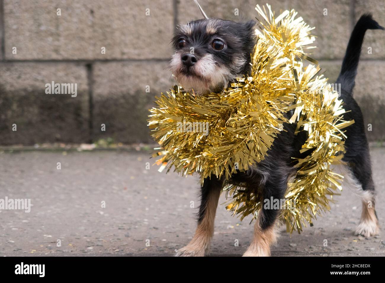 Un cane con il tinsel legato intorno al suo corpo per celebrare il Natale Foto Stock