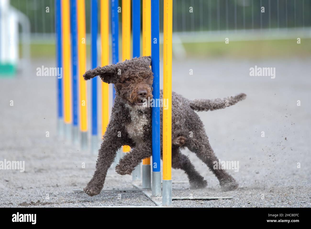 Cane d'acqua spagnolo che fa slalom su un corso di agilità del cane Foto Stock