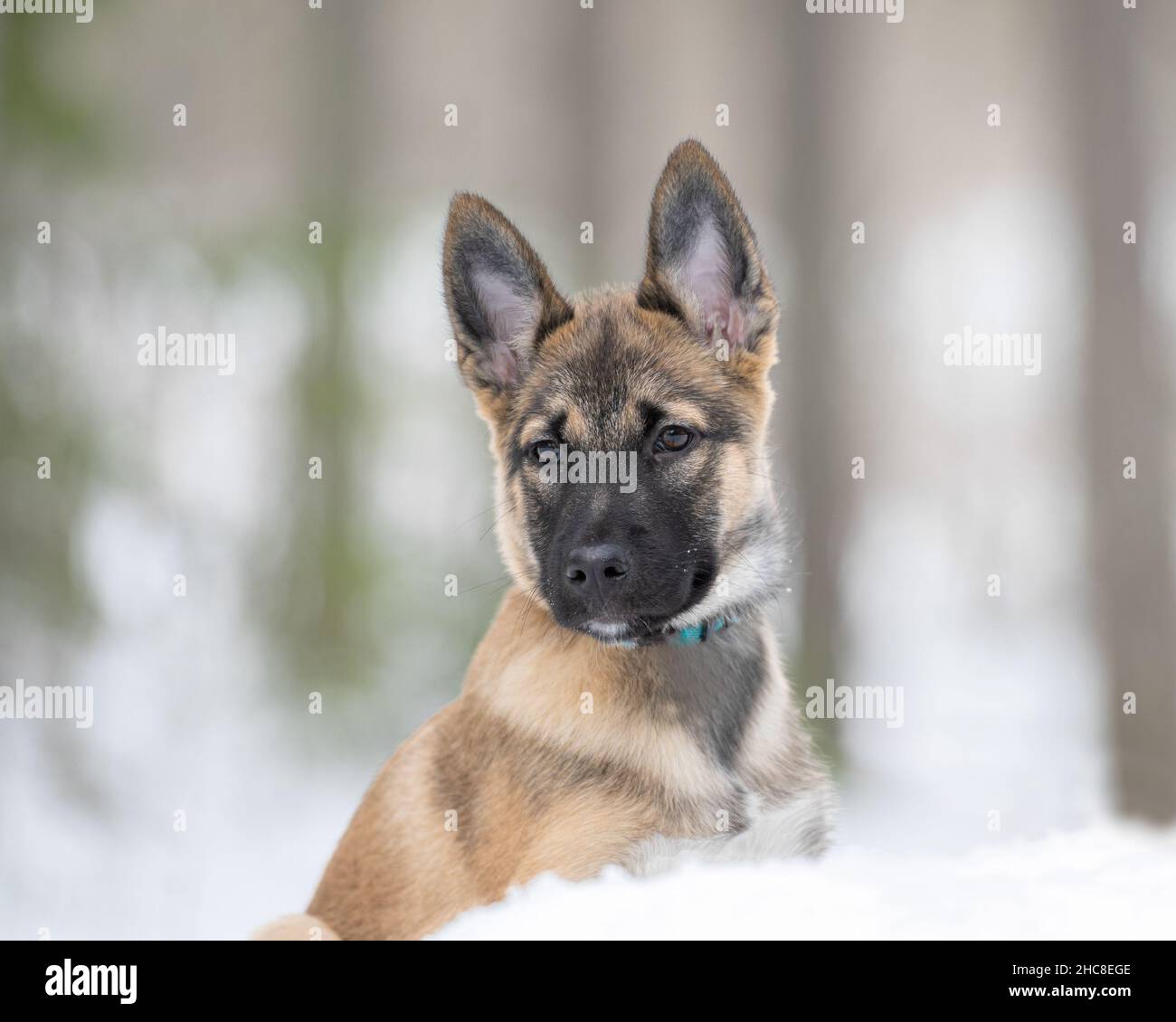 Il cucciolo di laika siberiano orientale è seduto in una foresta innevata Foto Stock