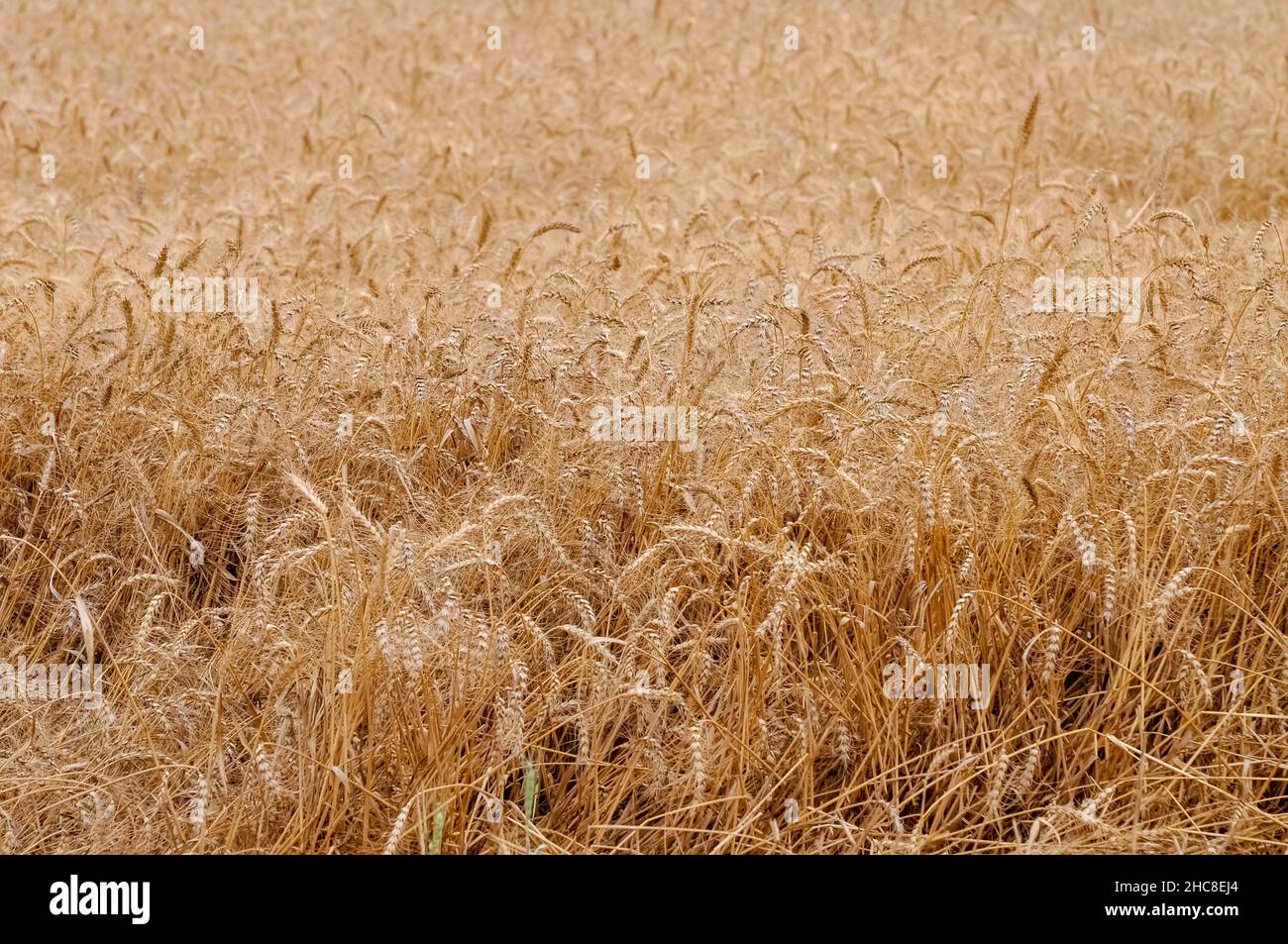 Mature, Golden gli steli di grano in un campo prima del raccolto Foto Stock