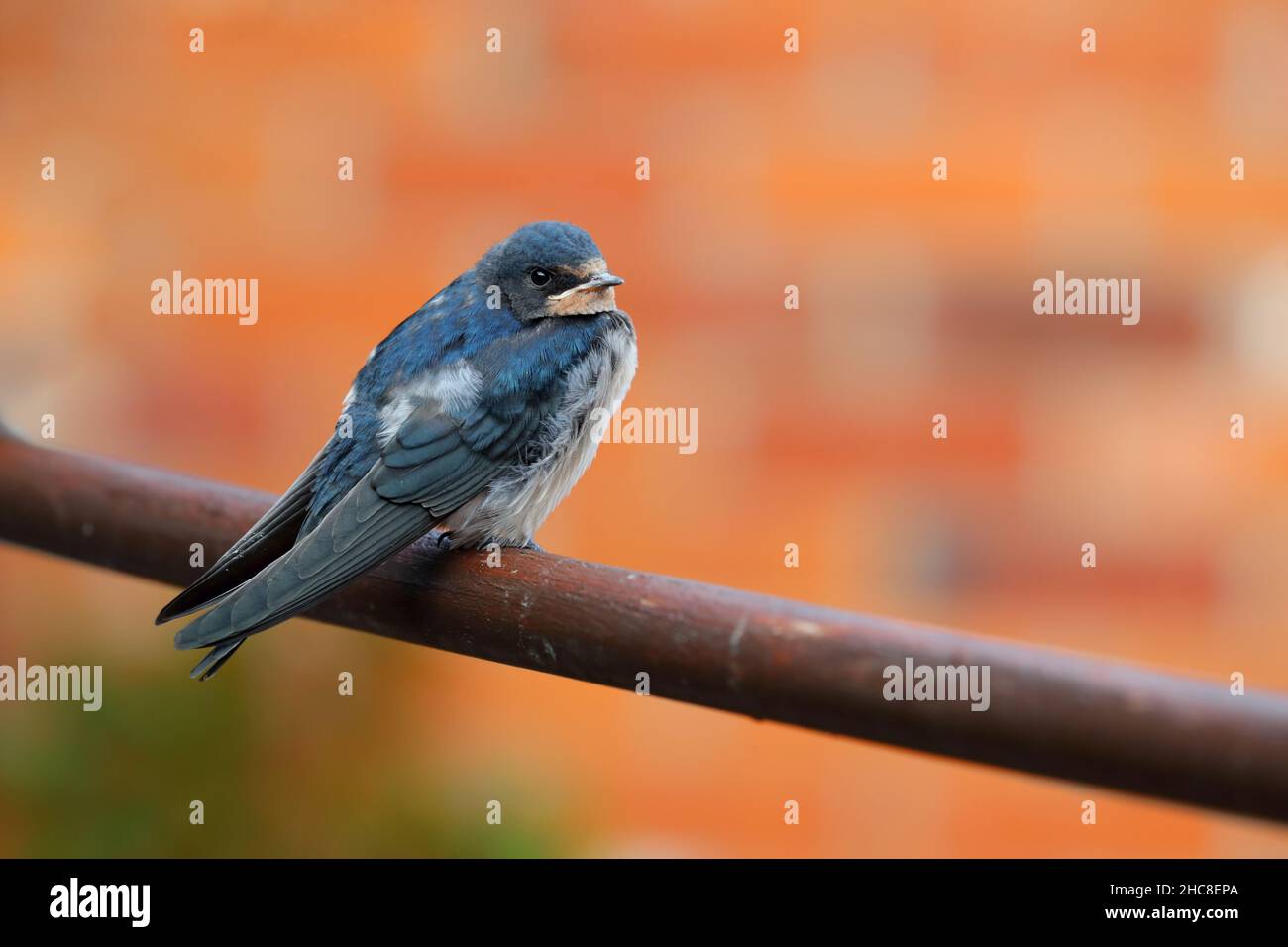 Un giovane inghiottito di recente (Hirundo rustica) arroccato su alcuni mobili da giardino a Suffolk, Regno Unito Foto Stock