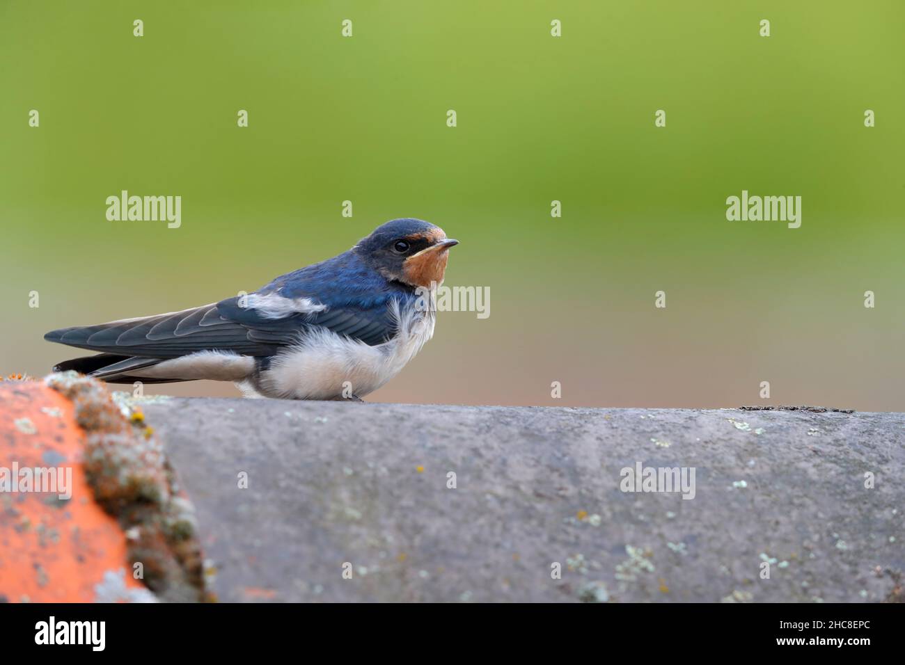 Una rondina giovanile di recente (Hirundo rustica) arroccata su un tetto a Suffolk, Regno Unito Foto Stock