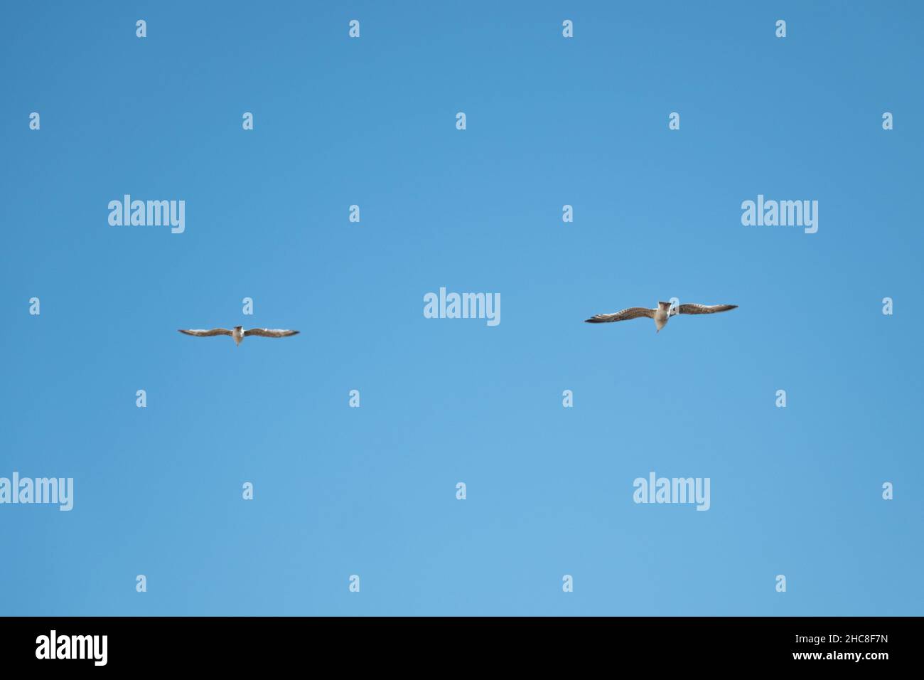 Gabbiani in volo contro il cielo blu Foto Stock