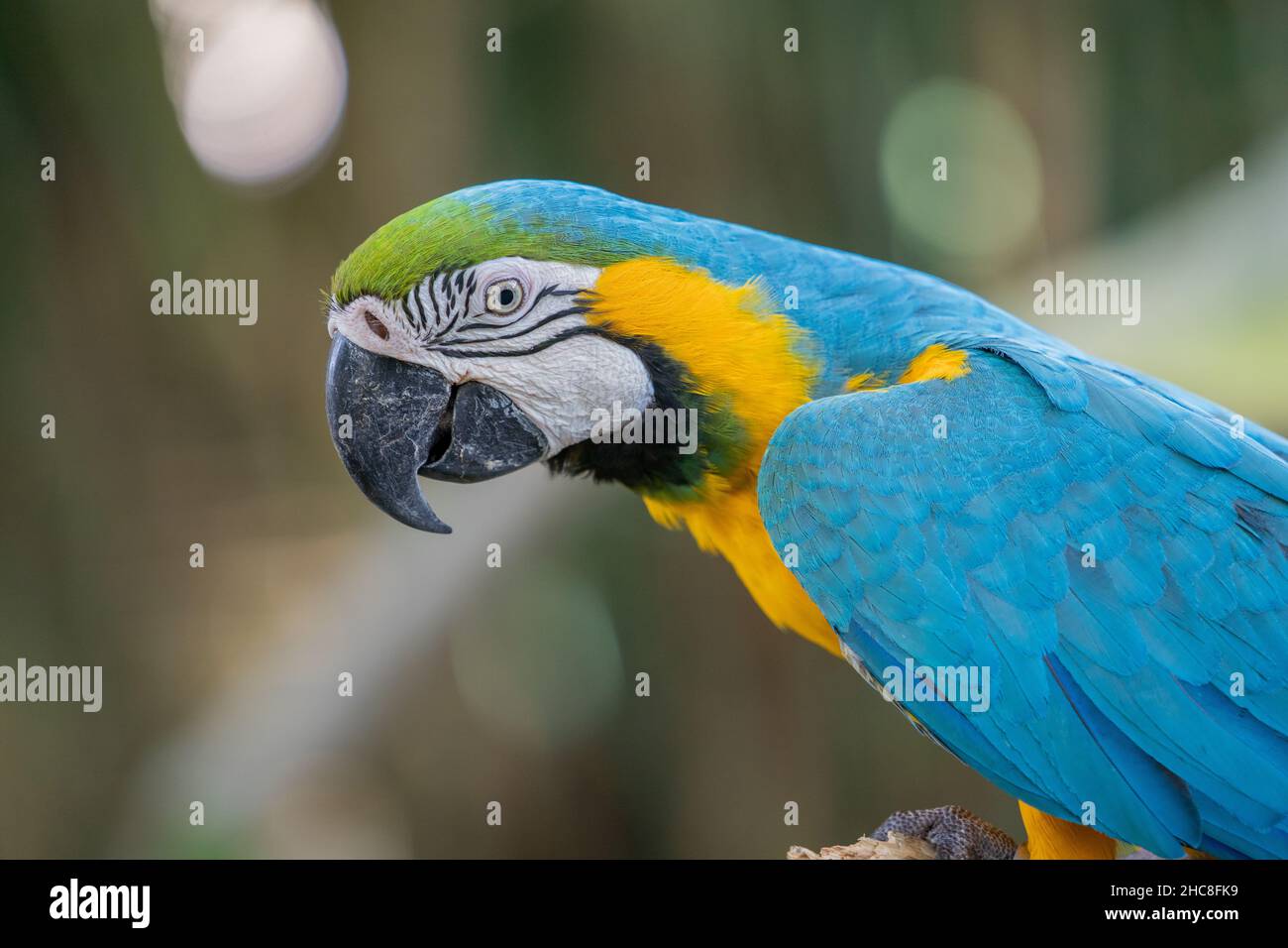 Una messa a fuoco selettiva di un macaw colorato appollaiato Foto Stock