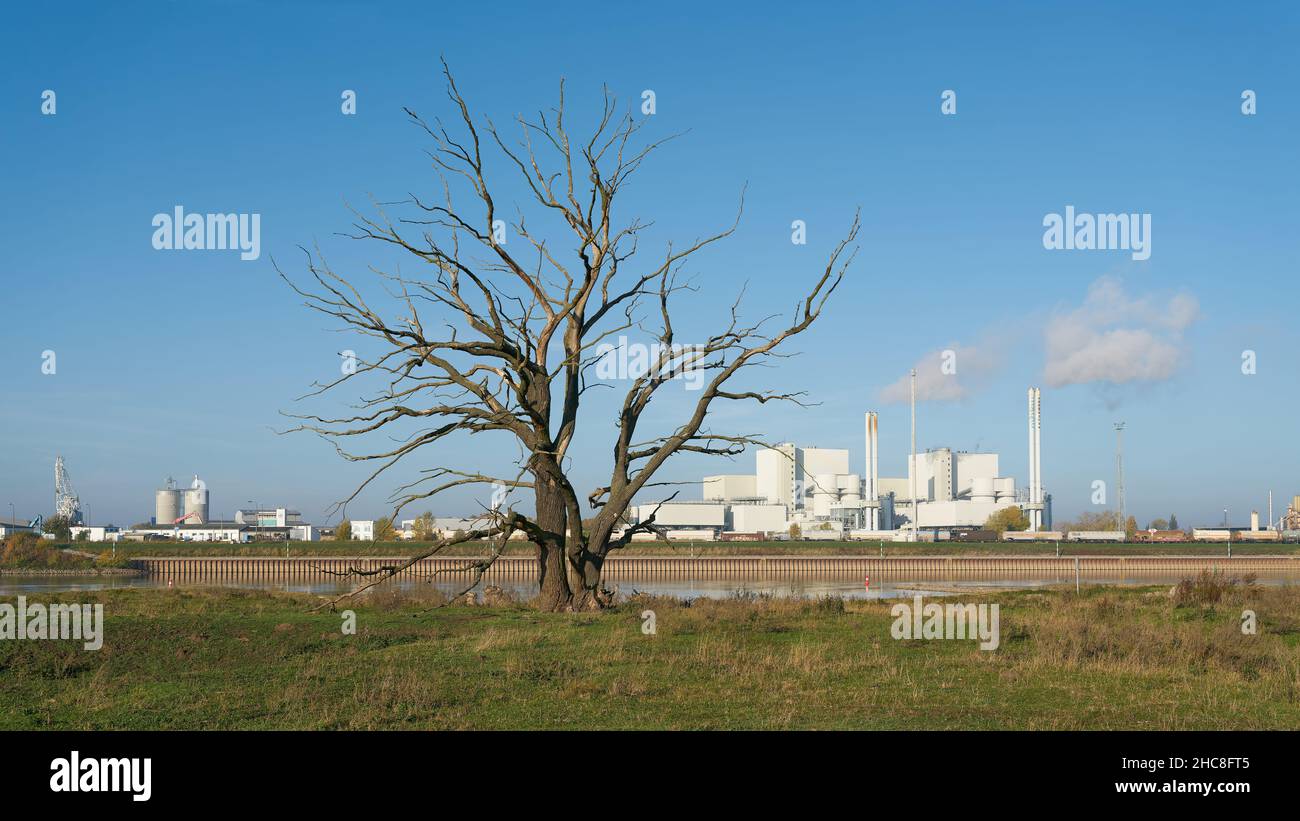 Industria e natura distrutta sulle rive del fiume Elba vicino a Magdeburg Foto Stock