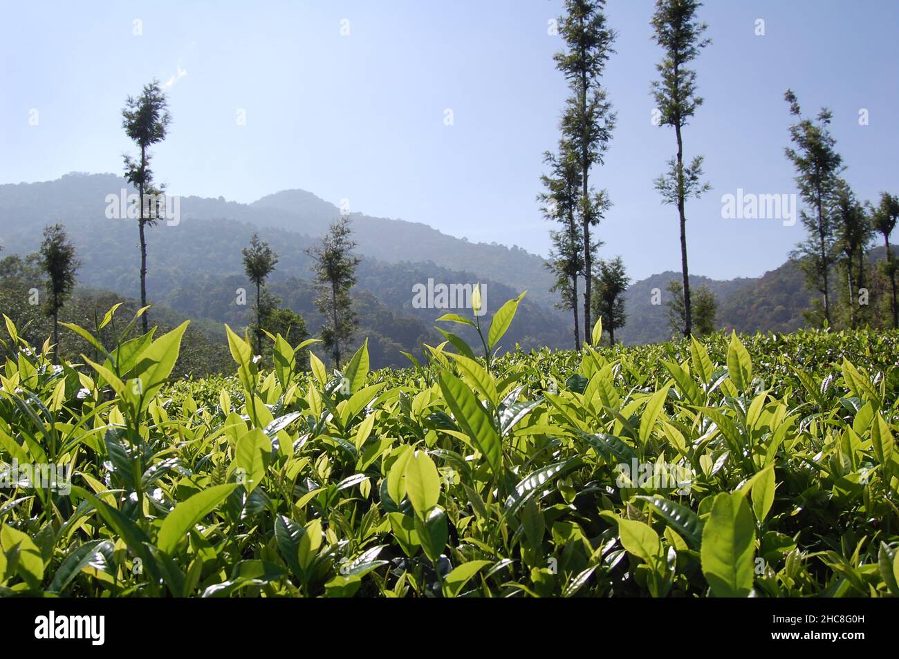 Lussureggiante piantagione di tè verde con uno sfondo di montagne sotto cielo nuvoloso Foto Stock
