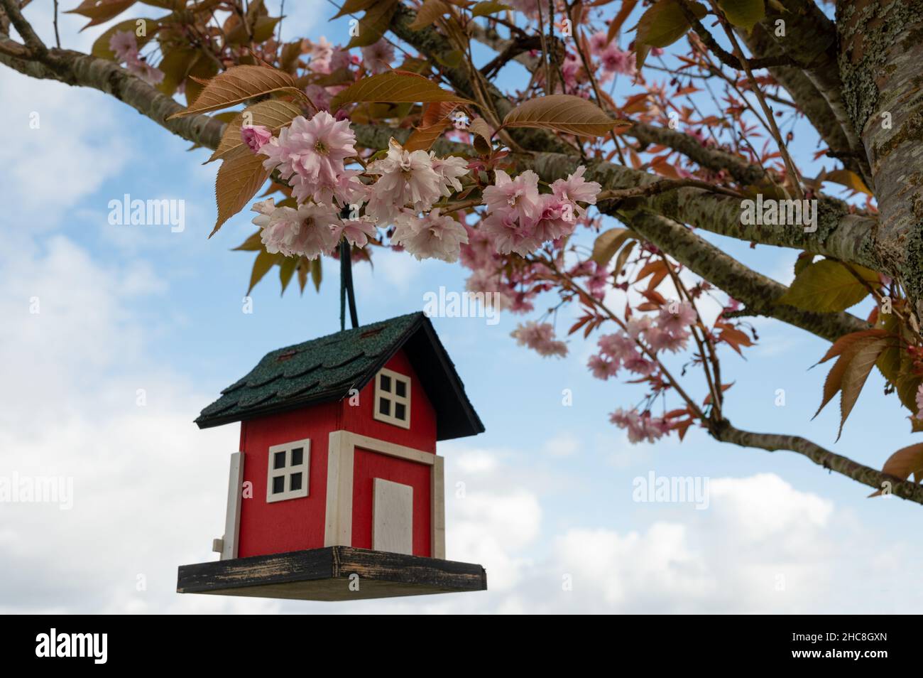 Angolo basso di una birdhouse di legno rosso appesa su un ramo di un albero pieno di fiori di rosa fiorente Foto Stock