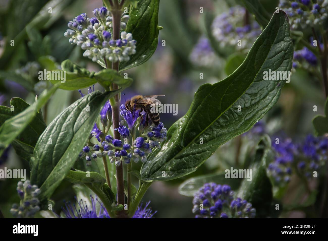 Primo piano di un'ape impollinando un fiore di duranta Foto Stock