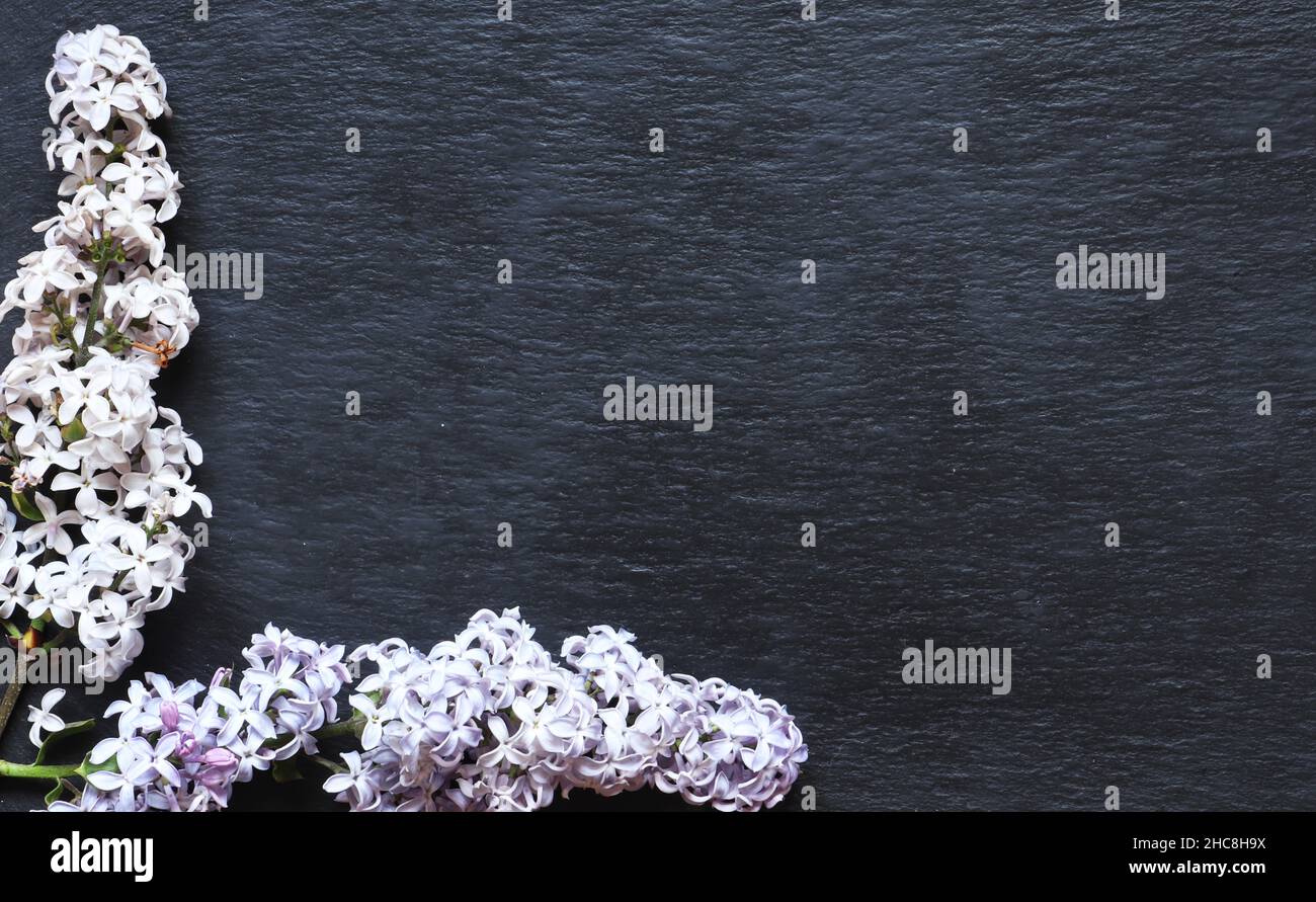 Fotografia di fiori lilla su sfondo ardesia per annoncementi, menu, insegne o etichette Foto Stock