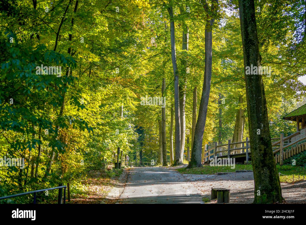 Un bel colpo di un sentiero autunnale in un parco Foto Stock