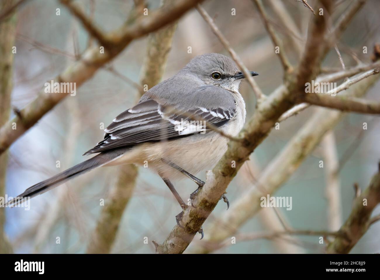 mockingbird settentrionale (mimus poliglottos) arroccato su un ramo d'albero in inverno Foto Stock