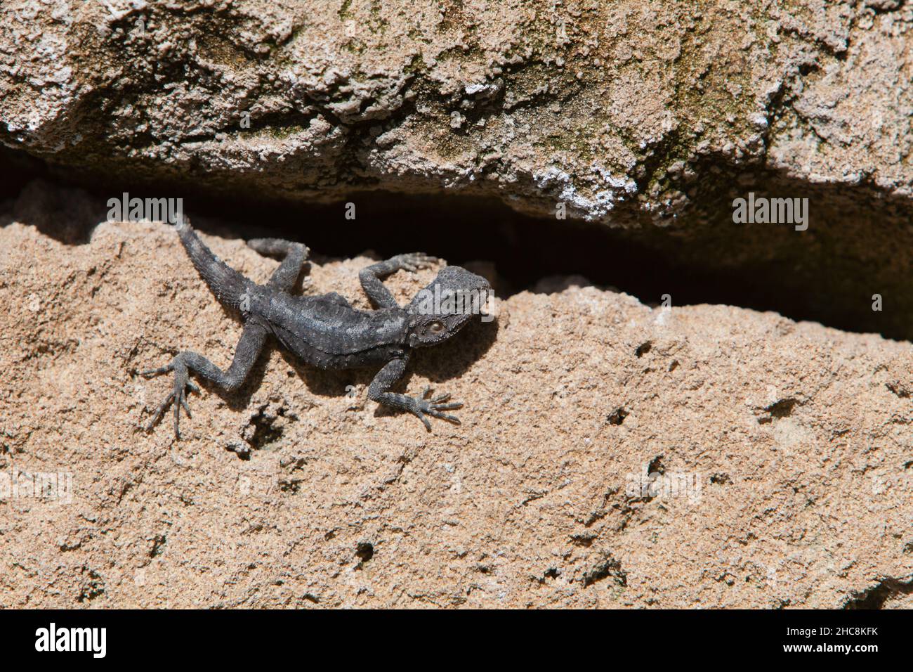 Stella AGAMA Lizard, (Stellagama stellio), Isola di Cipro, Mediterraneo orientale Foto Stock