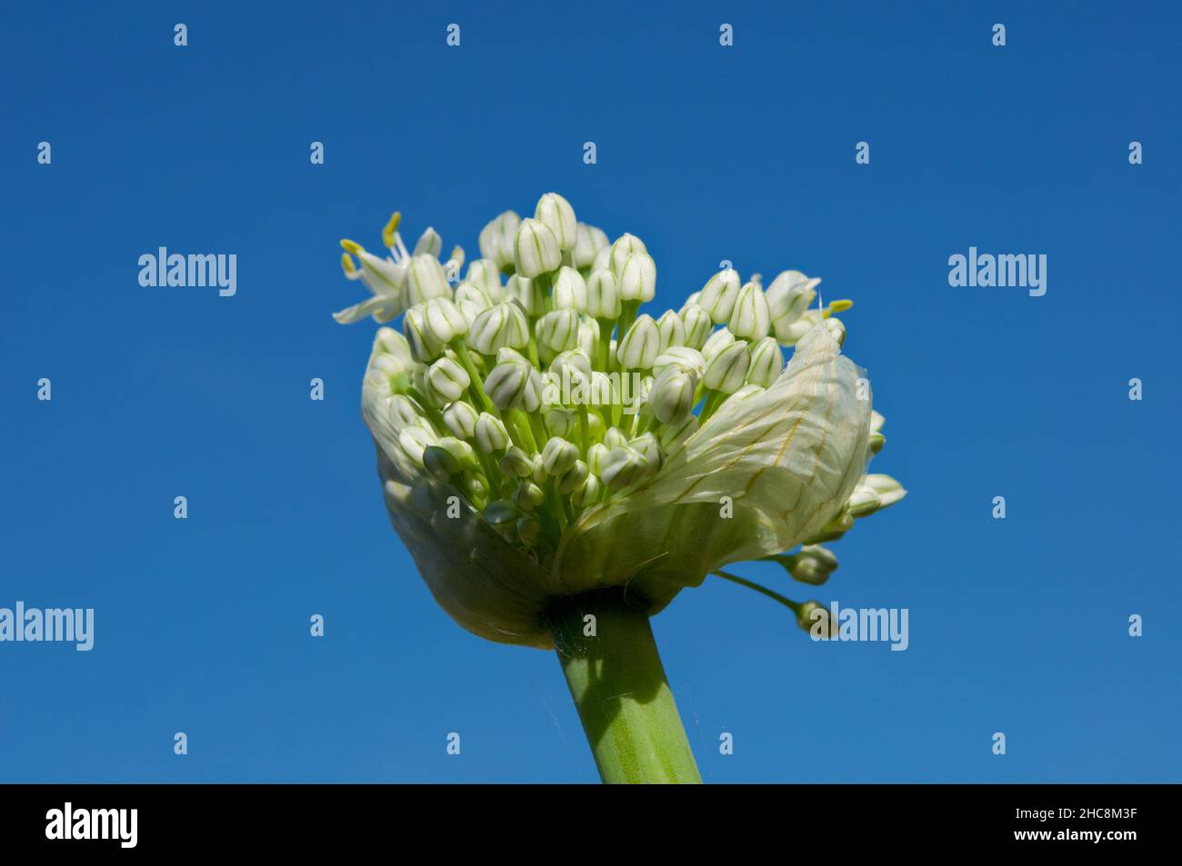 Primo piano di flavescens allio sullo sfondo blu Foto Stock