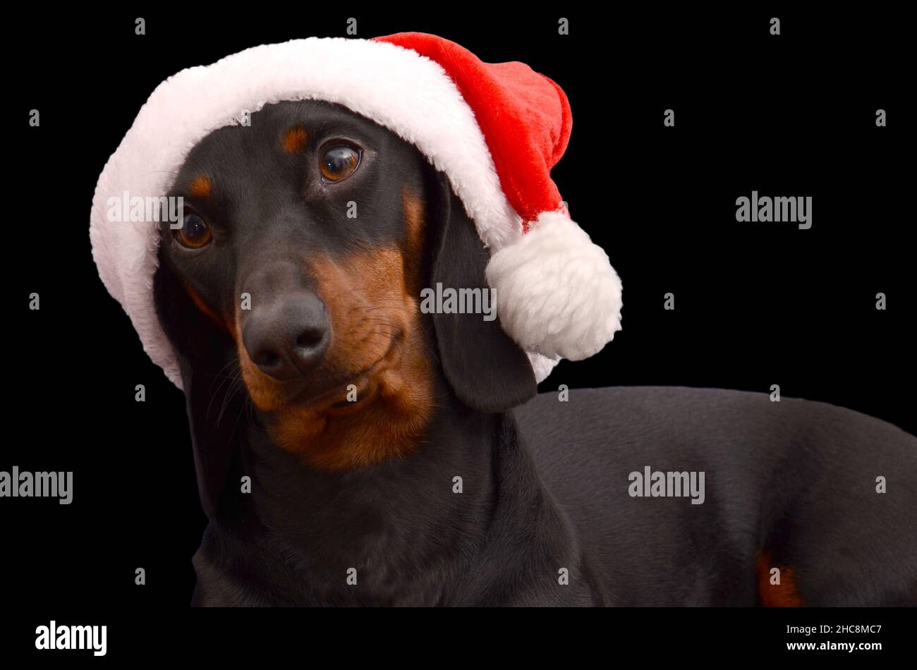 dachshund cane indossare santa cappello isolato sullo sfondo nero Foto Stock