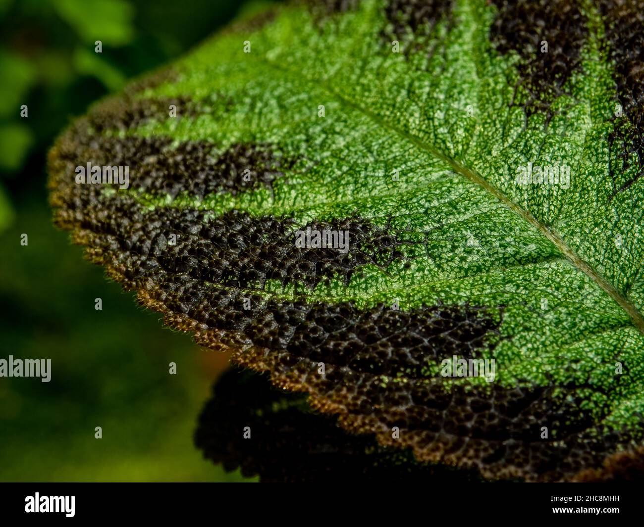 Motivo colorato e pelliccia morbida sulla superficie fogliare della pianta del tappeto Foto Stock