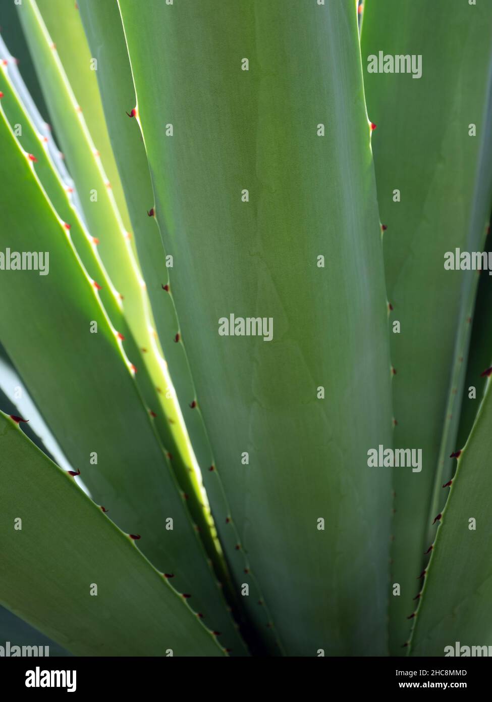 Agave pianta succulenta, primo piano cera bianca su foglie di freschezza con la spina di foglia di Agave Foto Stock