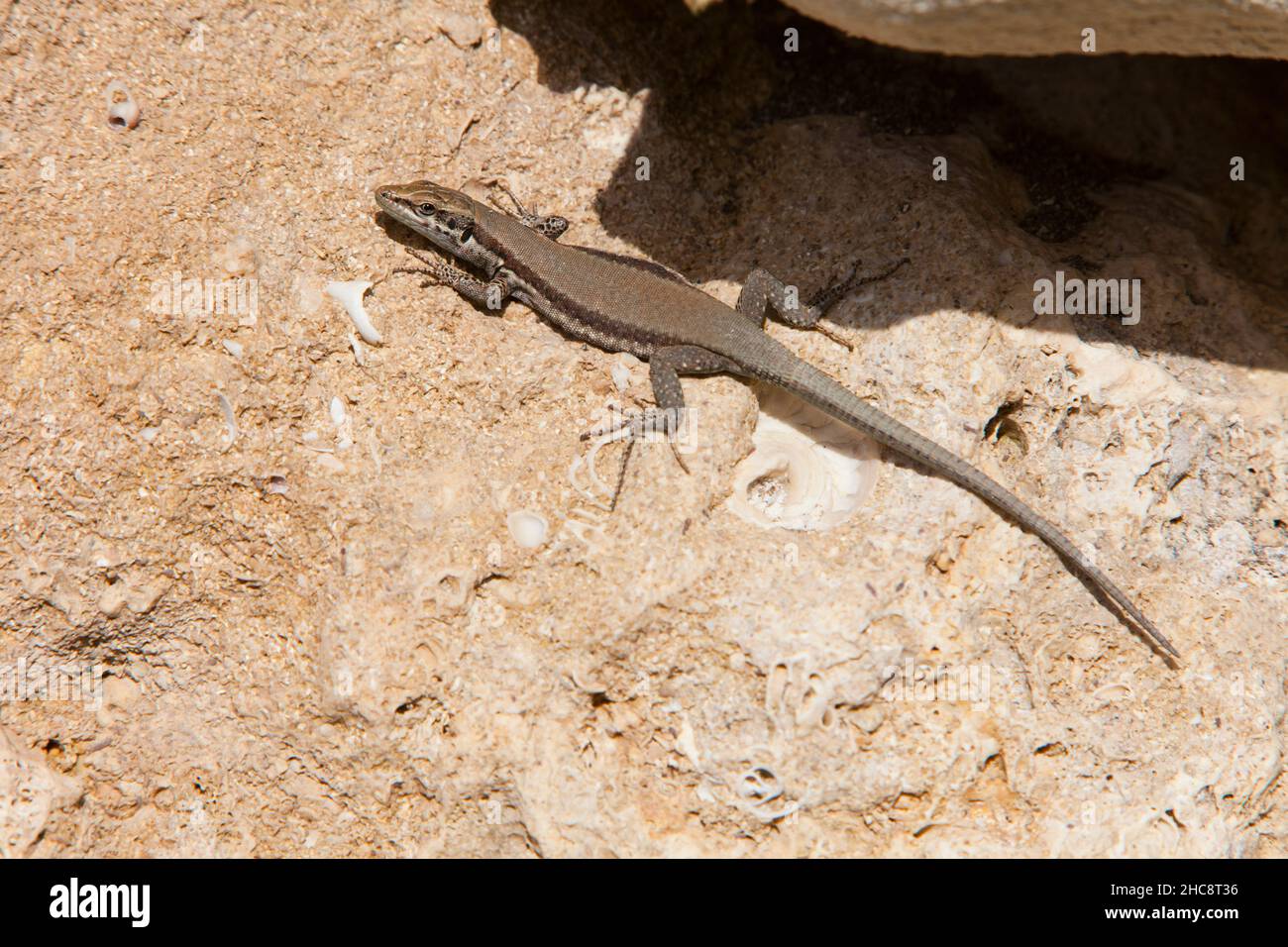 Troodos lizard, (Lacerta troodica), endemica dell'isola di Cipro, Mediterraneo orientale Foto Stock