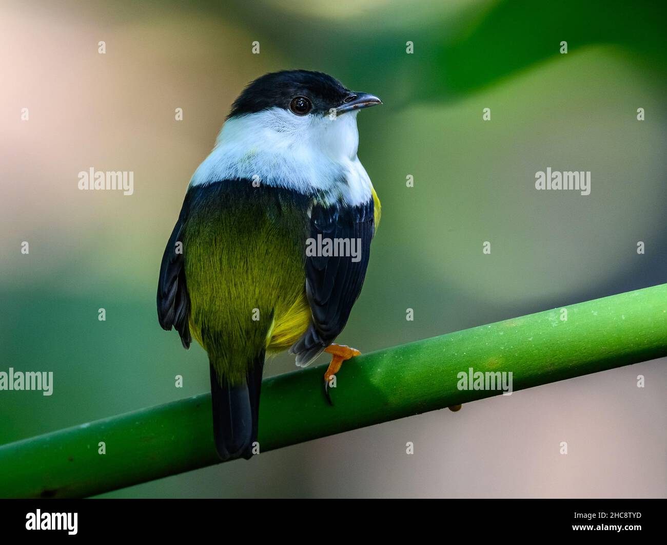 Un Manakin (Manacus candei) maschio con colletto bianco arroccato su un ramo. Costa Rica. Foto Stock