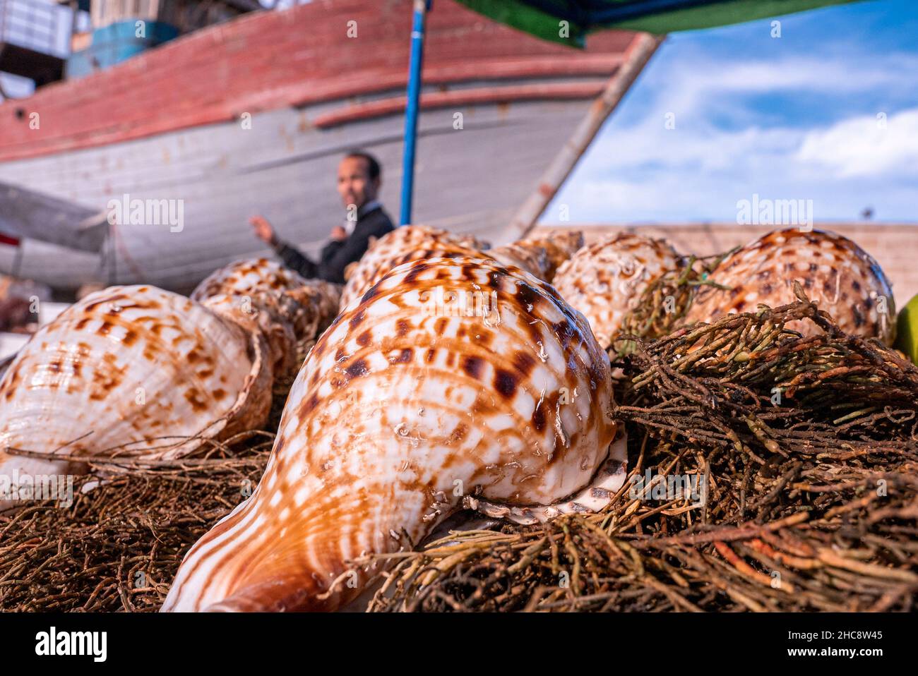 Primo piano di conchiglie marroni naturali su pianta secca al porto Foto Stock