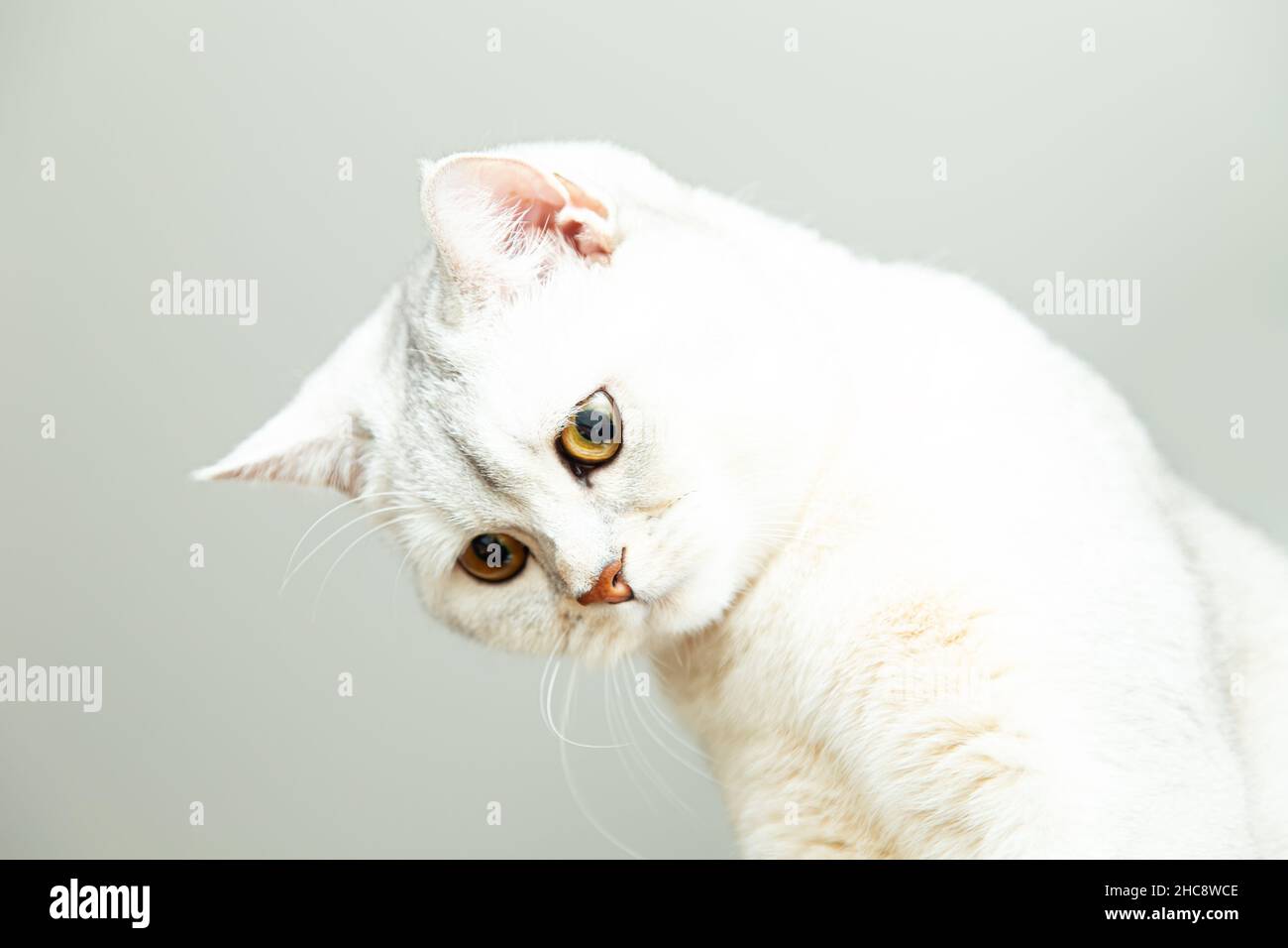 Bel ritratto di gatto argentato inglese shorthair. Sfondo grigio, spazio di copia. Foto Stock