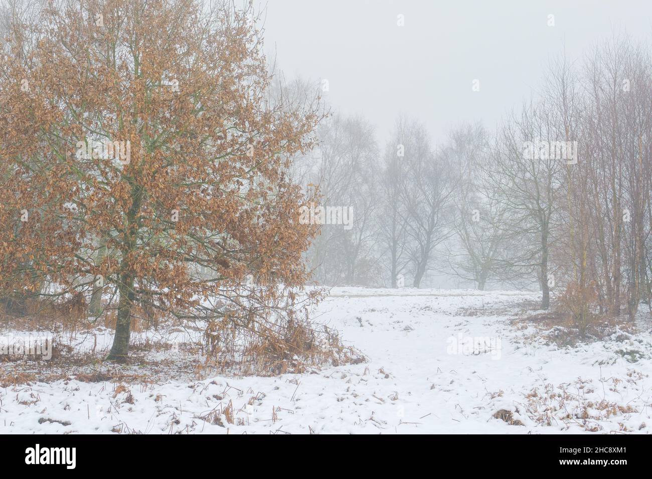 Snow Covered Otley Chevin Forest Park, West Yorkshire, il giorno di Santo Stefano 2021. Il terreno è denso di neve e una nebbia fredda di vino riempie l'aria. Nessuna gente. Foto Stock