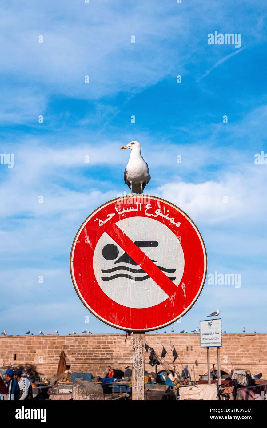 Seabird che riposa su nessun cartello per nuotare in giorno di sole al porto Foto Stock