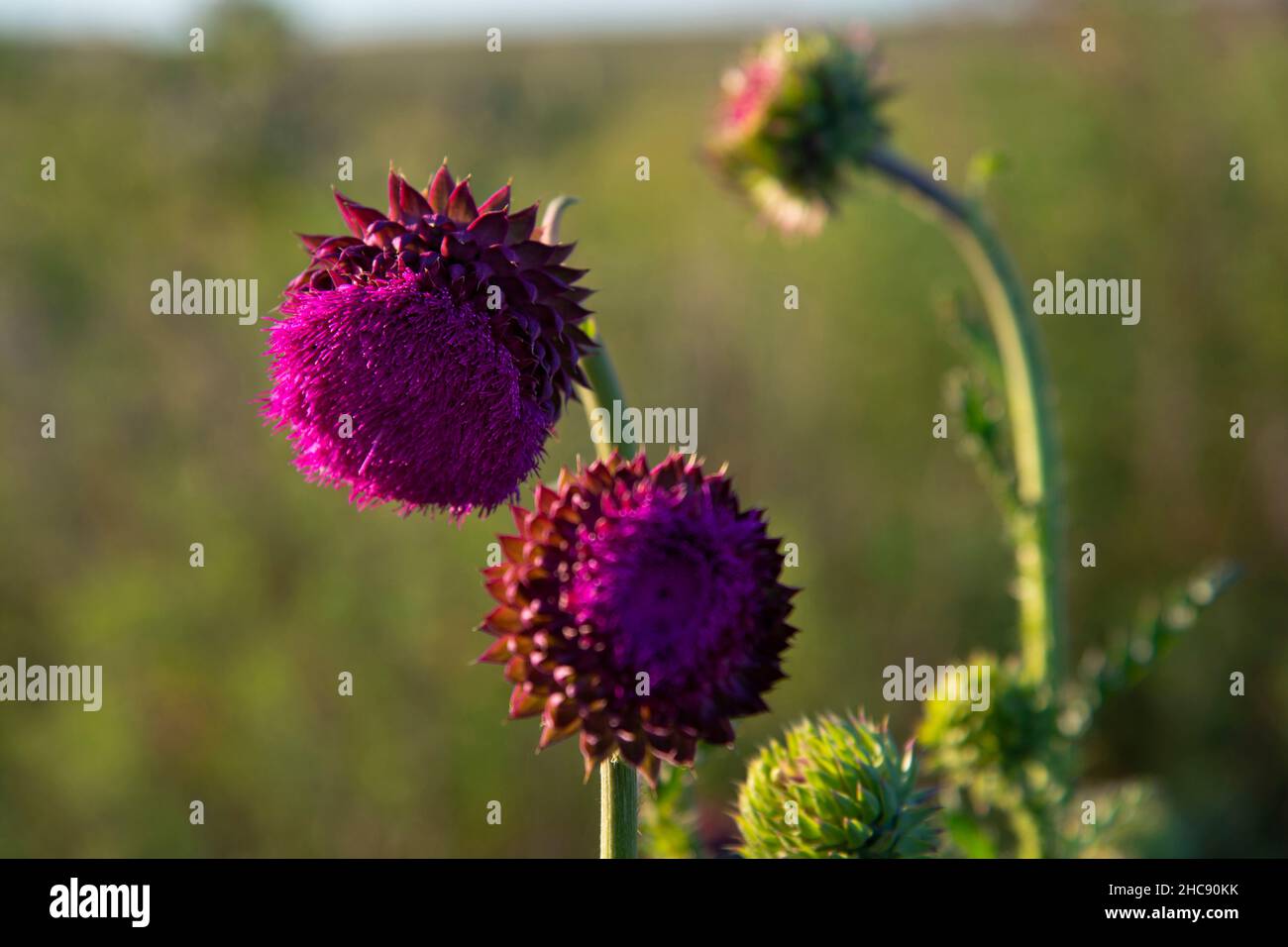 I fiori viola del cardo si chiudono in un campo.l'ora d'oro. Il concetto di piante medicinali. Foto Stock