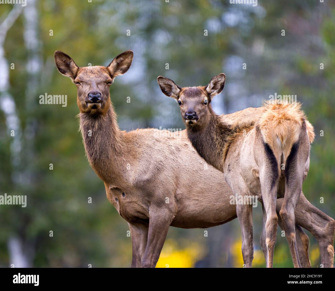 Madre e bambino di Elk che guarda la fotocamera con uno sfondo sfocato nel loro ambiente e habitat circostante. Foto Stock