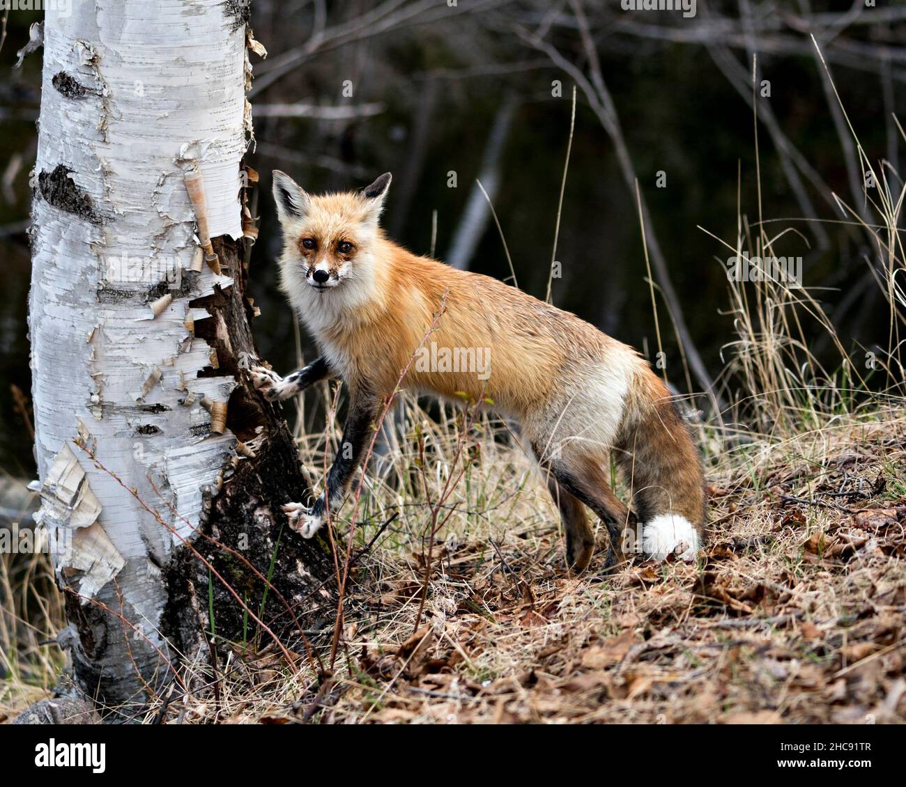 Vista ravvicinata del profilo Red Fox su un tronco di betulla con acqua sfocata e sfondo fogliare nel suo ambiente e habitat. Immagine Fox. Immagine. Foto Stock