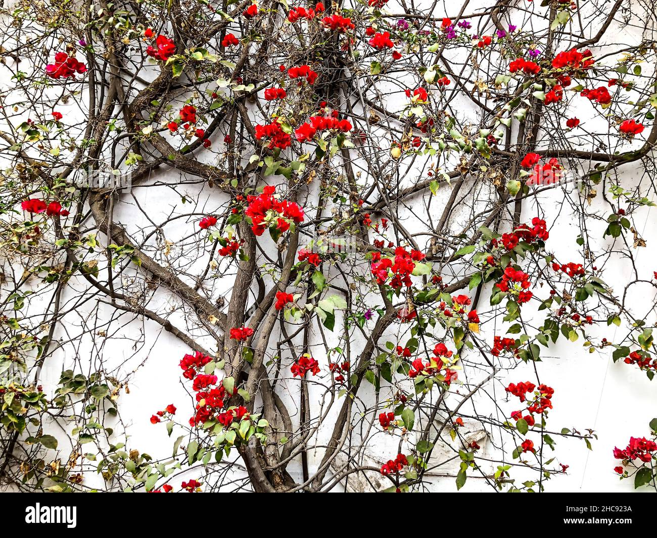 Pianta del superriduttore su parete bianca con fiori rossi e foglie verdi Foto Stock