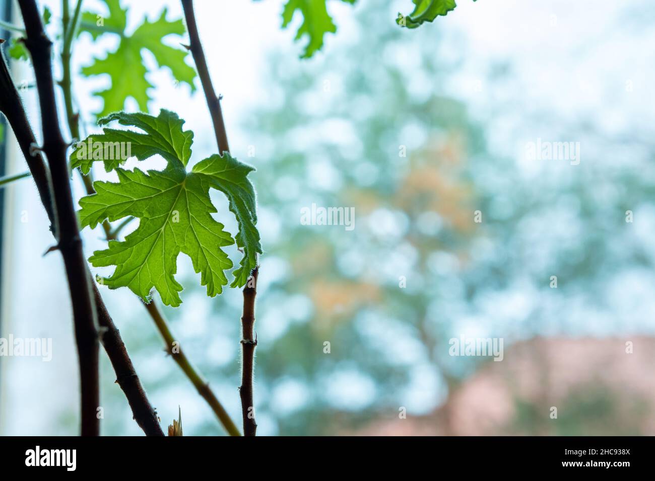 Pelargonium veveolens foglie verdi e steli in finestra e bokeh sfondo Foto Stock Pelargonium veveolens foglie verdi e steli in finestra e bokeh sfondo Foto Stock
