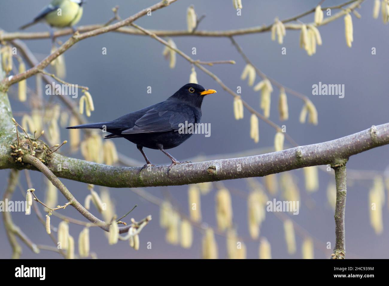 Blackbird, (Turdus merula), maschio arroccato sul ramo della nocciola, a fine inverno, bassa Sassonia, Germania Foto Stock