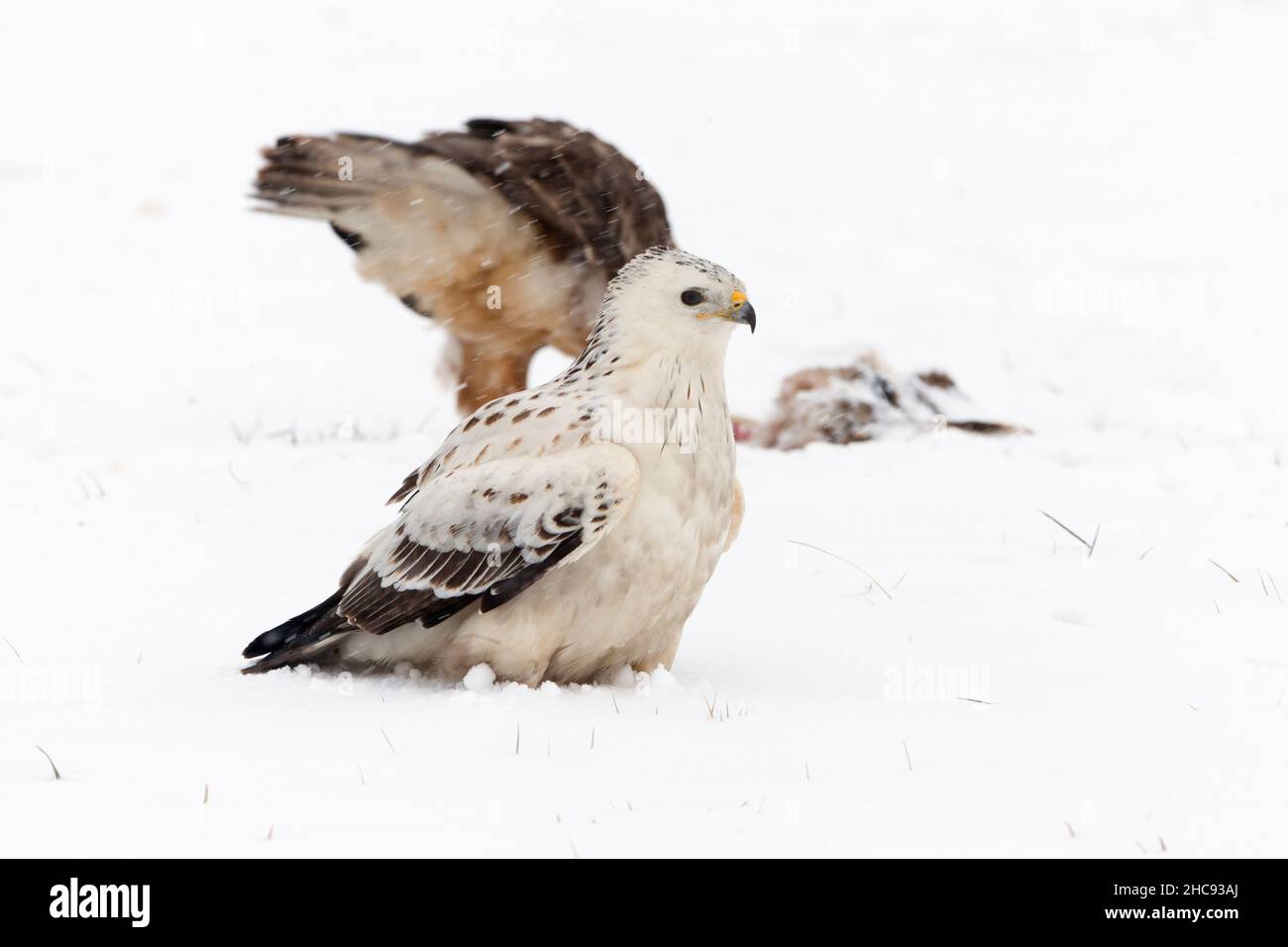 Buzzard comune, (Buteo buteo), con piumaggio bianco, nutrimento su carrione, in inverno, Bassa Sassonia, Germania Foto Stock