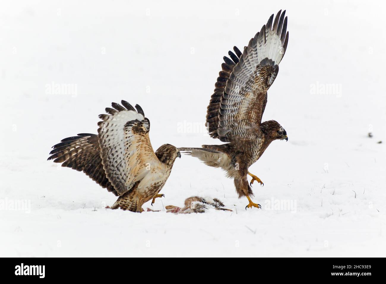Buzzard comune, (Buteo buteo), uccelli che combattono su carrione su campo innevato, in inverno, bassa Sassonia, Germania Foto Stock