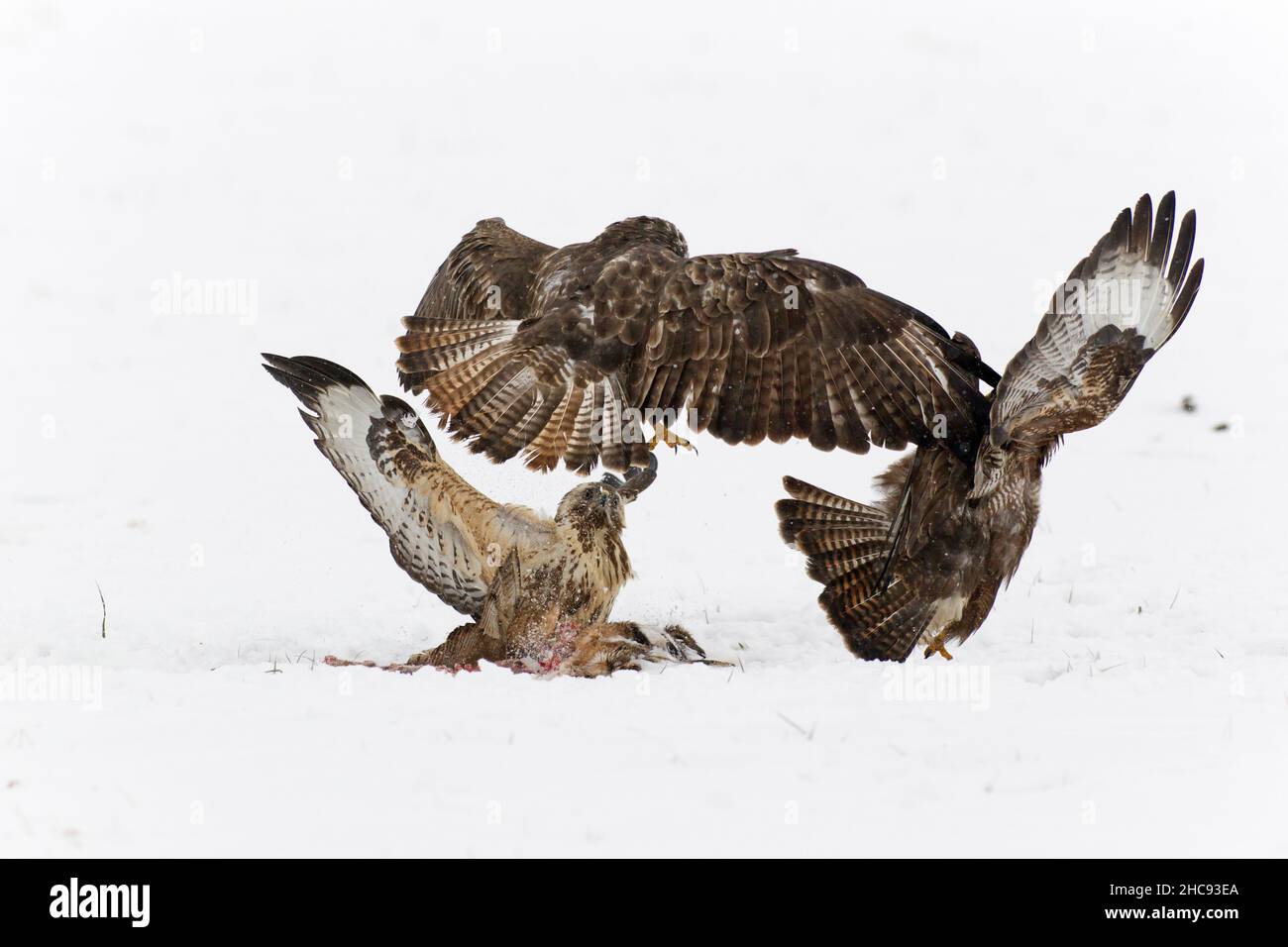 Buzzard comune, (Buteo buteo), uccelli che combattono su carrione su campo innevato, in inverno, bassa Sassonia, Germania Foto Stock