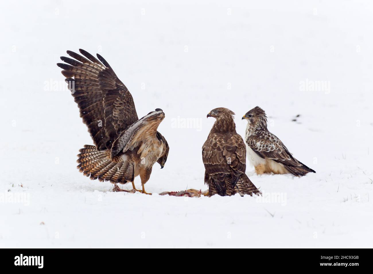 Buzzard comune, (Buteo buteo), uccelli che combattono su carrione su campo innevato, in inverno, bassa Sassonia, Germania Foto Stock