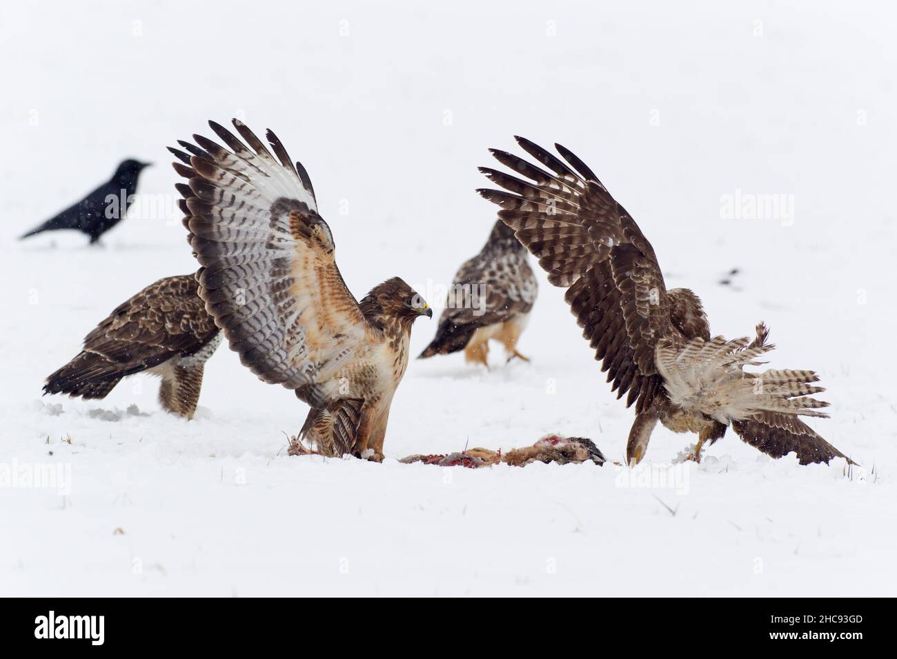 Buzzard comune, (Buteo buteo), uccelli che combattono su carrione su campo innevato, in inverno, bassa Sassonia, Germania Foto Stock